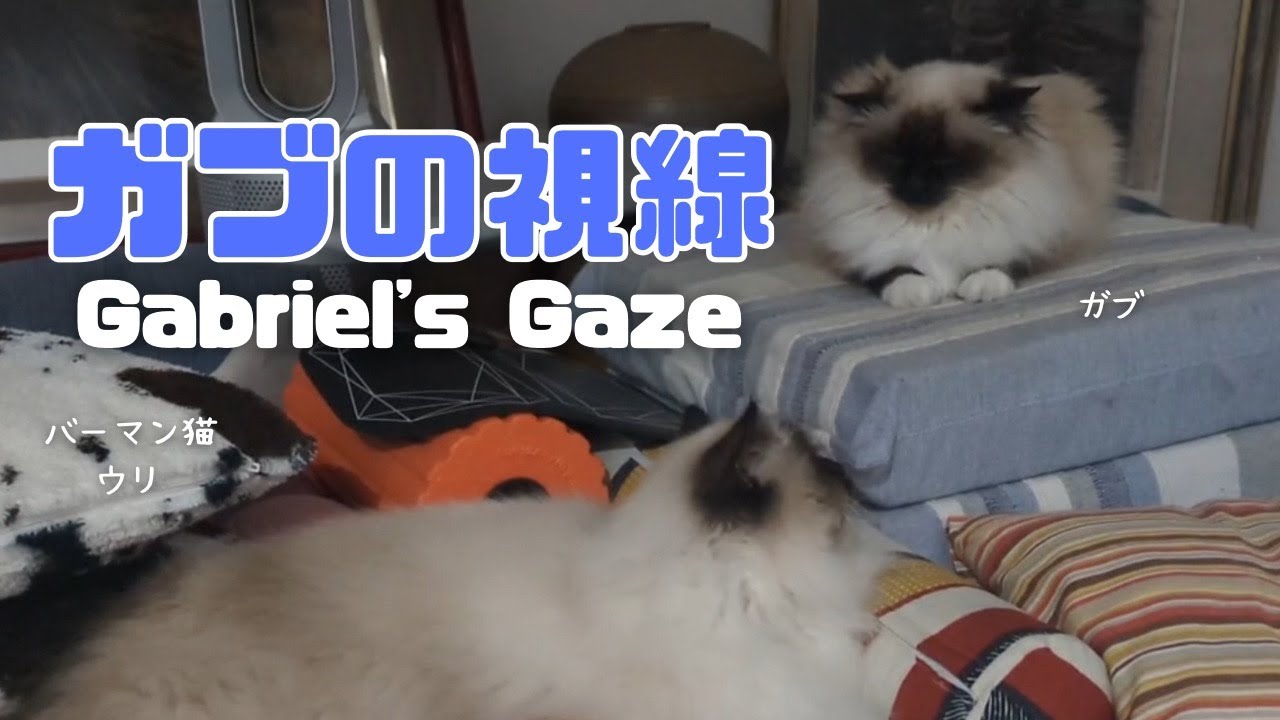 バーマン猫ウリとガブ【ガブの視線】Gabriel's Gaze（バーマン猫）Birman/Cat
