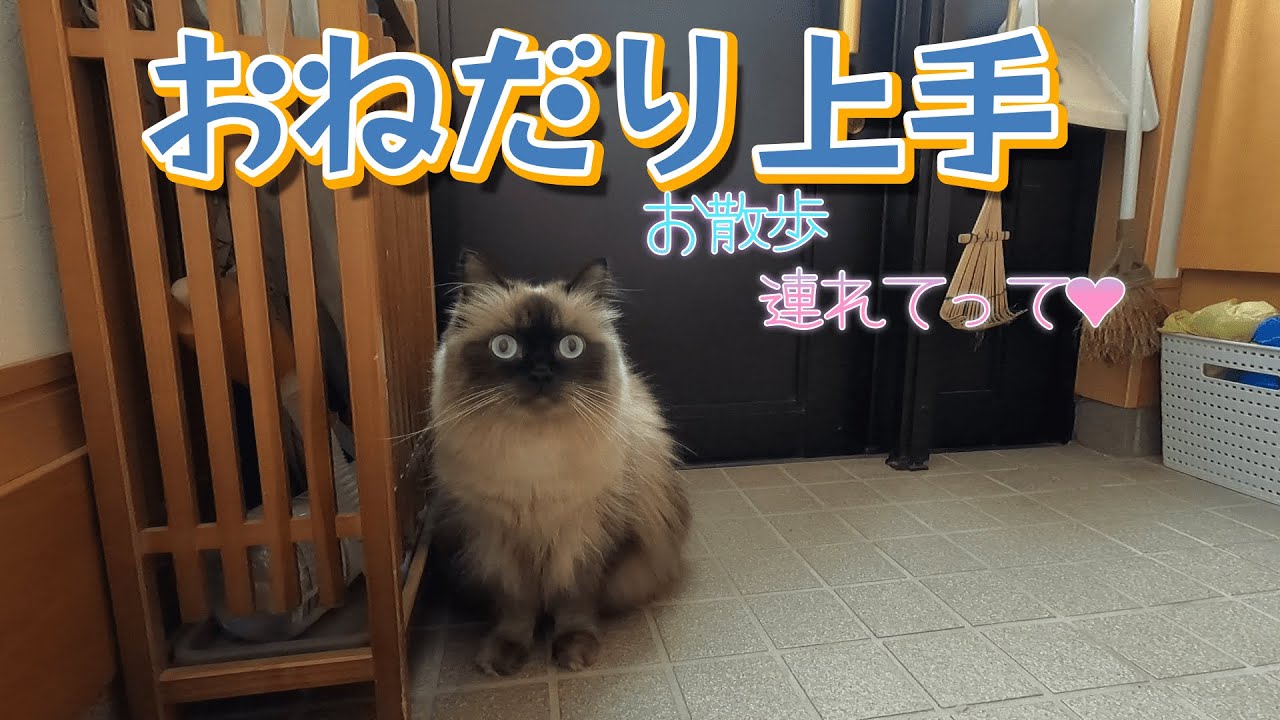 【猫】【散歩】散歩好きニャンコたちの朝#子猫　#ヒマラヤン　#ラグドール　#猫