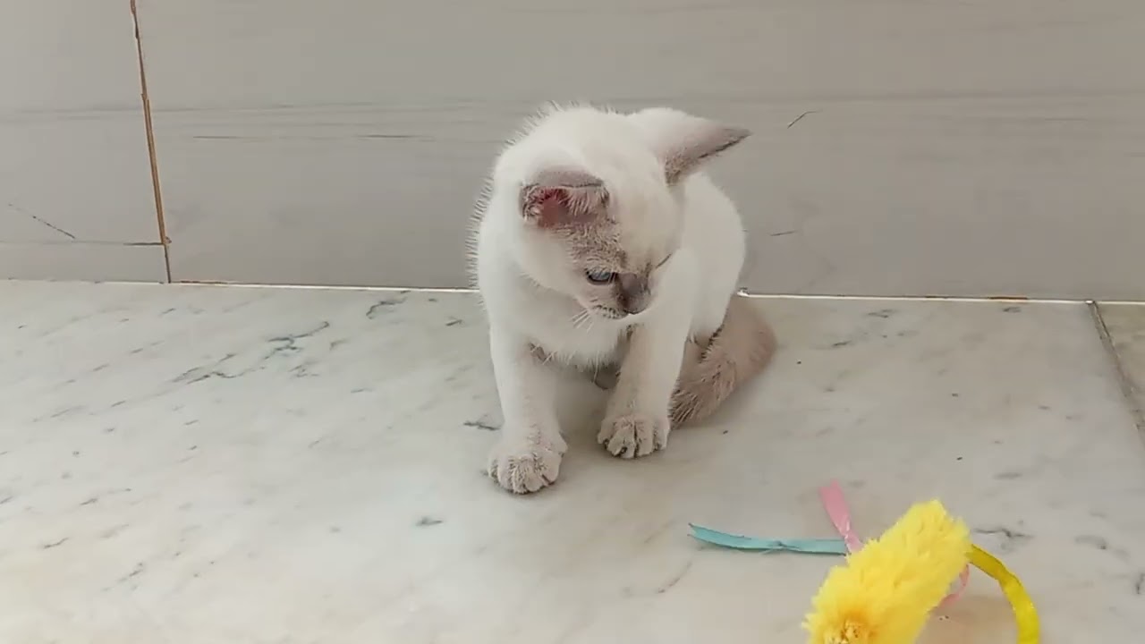 ノアズアーク山科本店に1/22生まれのトンキニーズの女の子がやってきました