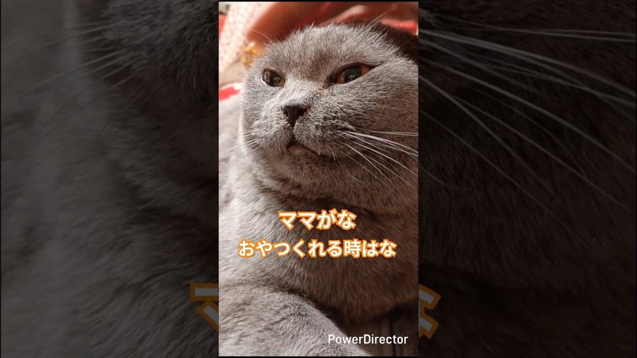 ええこと教えたろか？ママとパパの違い#shorts #cat #保護猫 #猫のいる暮らし #猫好きさんと繋がりたい #british #cute #ブリティッシュショートヘア#ねこ
