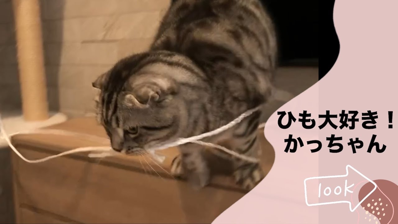 ひも大好き猫かっちゃん#スコティッシュフォールド#ラグドール