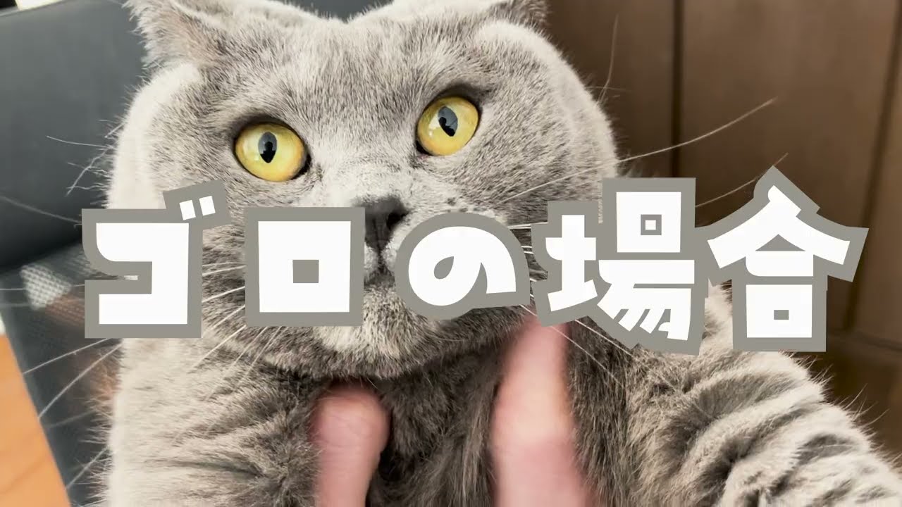実録！シャルトリューの脇をくすぐってみました。その時、猫の反応は？わかっちゃいるけどやめられない意外な動き！ウチの猫だけなのかは不明です