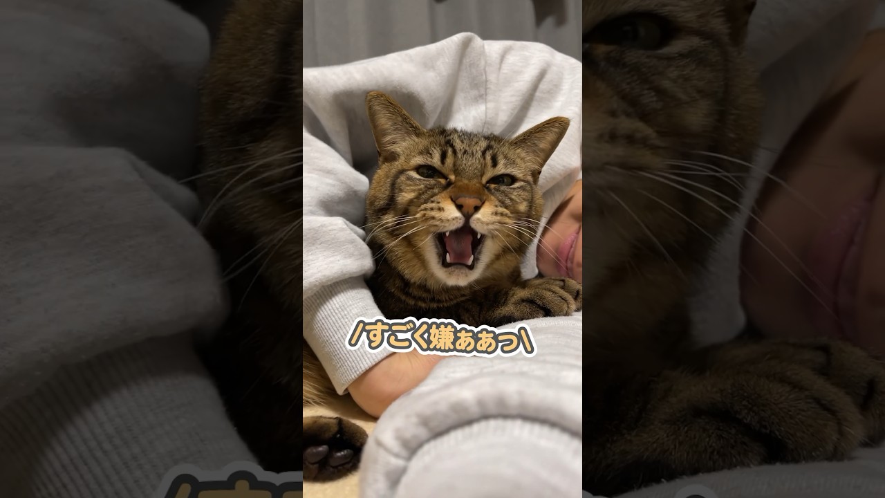 「邪魔するなぁっ」と、飼い主に対してうにゃうにゃ文句を言う猫