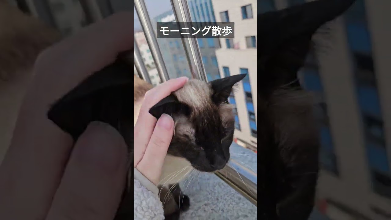 朝からご機嫌なシャム猫さんのお散歩 #シャム猫ひおろ #cat