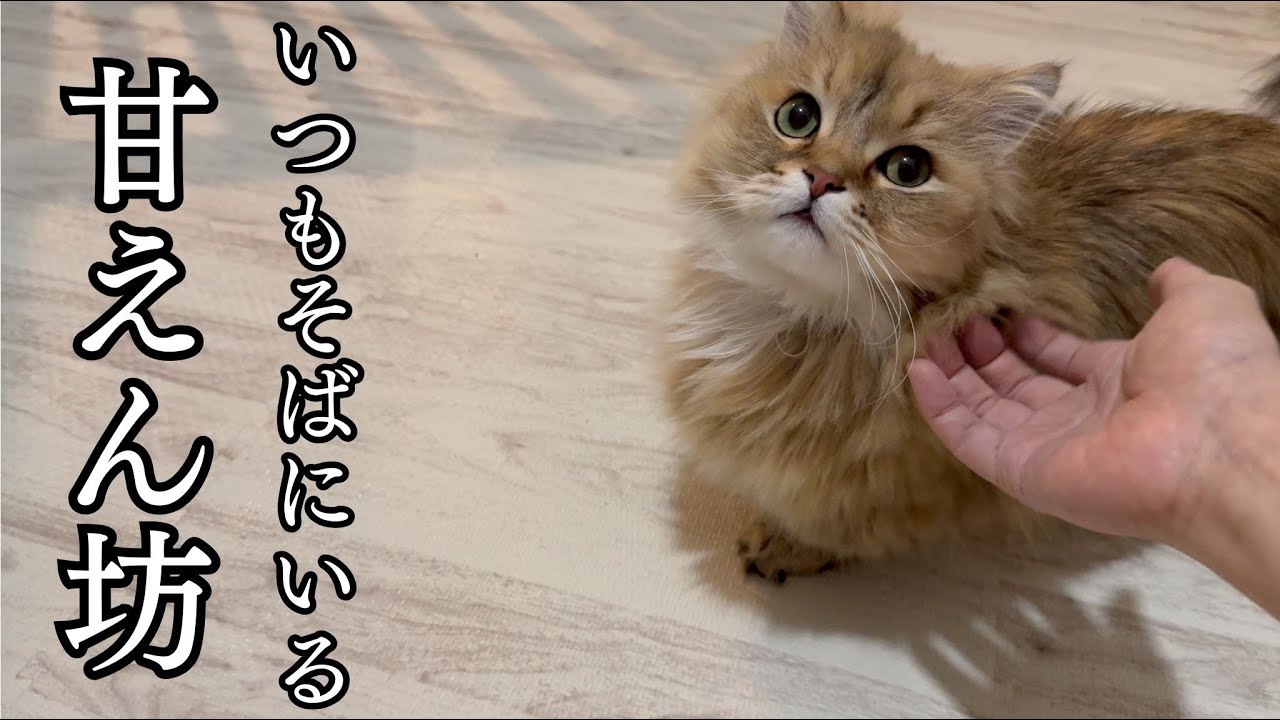 保護猫に嫉妬し過ぎの甘えん坊猫！不機嫌でもそばを離れられない理由は？
