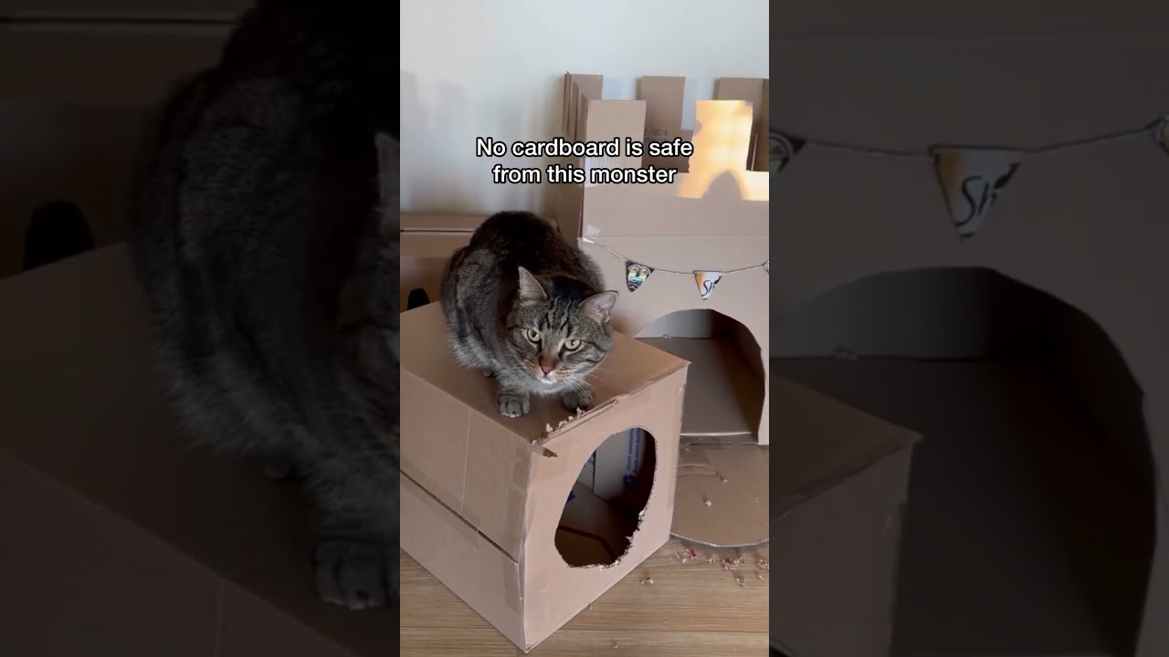 Such A Hard Life Being A Cat Parent 🤪  #cat #mewmewmingle #catdelights #cutecat  Credit: 🎥 Chip Th