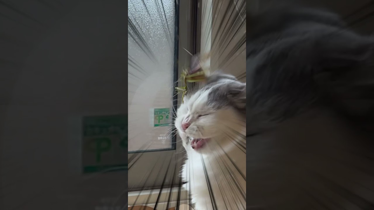 急に距離詰めすぎ😂 #ragamuffin #cat #猫 #ラガマフィン #shorts