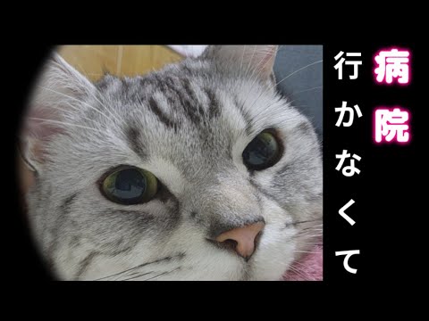 きっと☝️長生き😊間違いなし💦しらすが🐱凄い！！…124  おもち♂️[スコティッシュ]　　しらす♀️[アメショ]