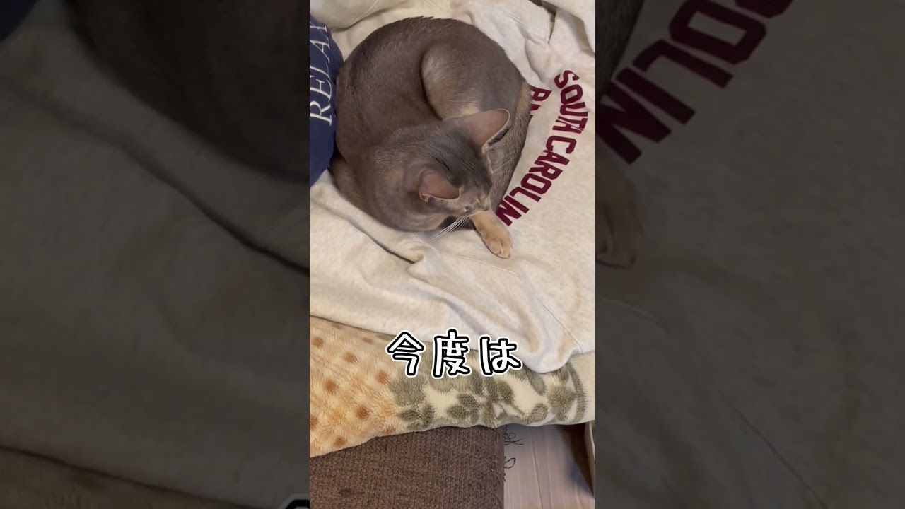 アビシニアンとは その42 主の服を温めてくれる猫 #shorts #猫 #アビシニアン