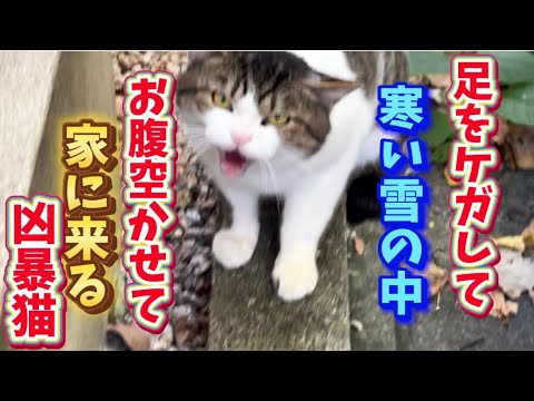 雪の降る寒い日、ケガをした凶暴野良猫が来ましたOn a cold, snowy day, an injured, aggressive stray cat came to visit.