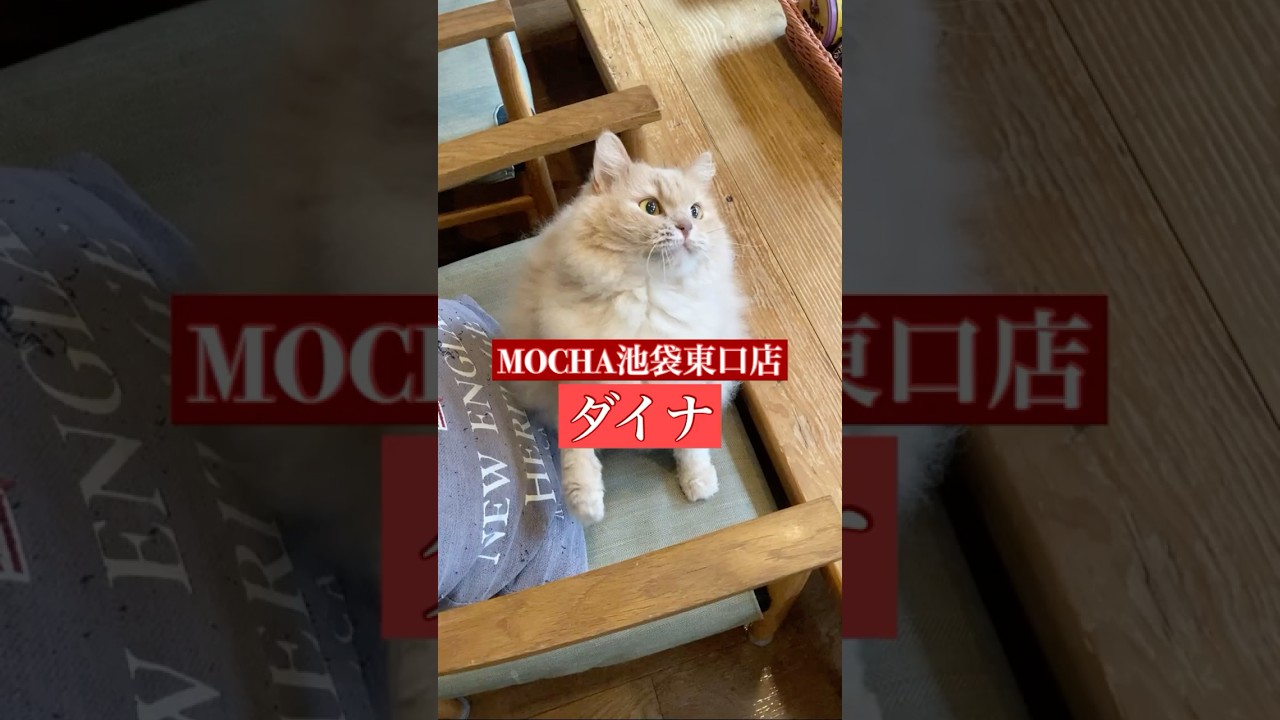 🐱ダイナ🐱　(スクーカム♀)　猫カフェMOCHA池袋東口店　2025/2/12 撮影分　#日替わり猫カフェにゃんこ　#cat #catcafe