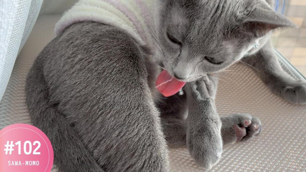 靴下を着た猫