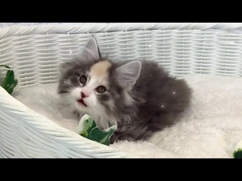 ハーフ（ノルウェージャン×メインクーン）♀2503F0071