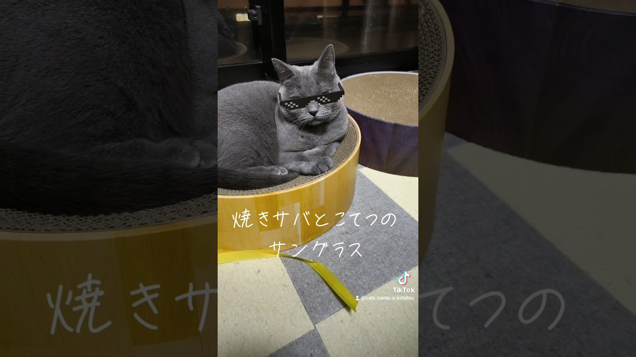 サングラス猫