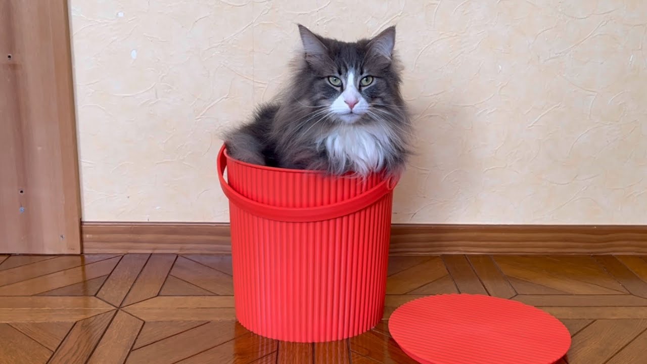 【恐怖⁉︎】先輩が怖すぎてビビりまくりな後輩たち……ノルウェージャンフォレストキャットとターキッシュアンゴラ