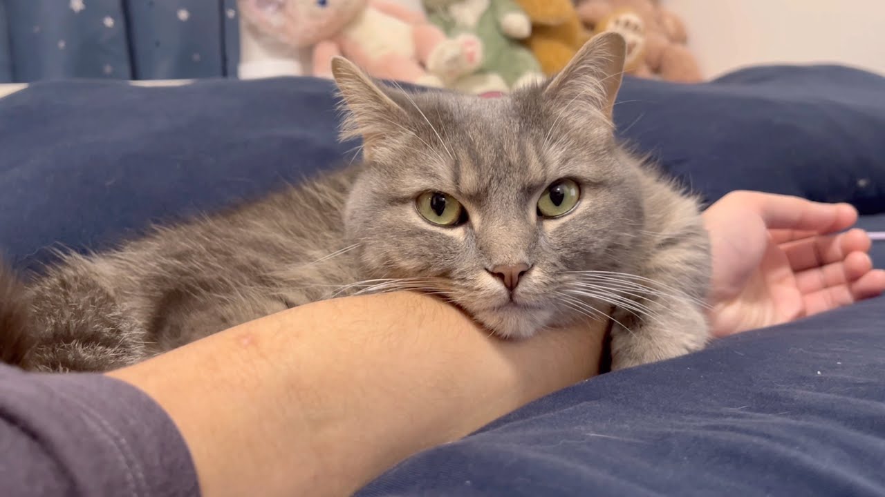 【マンチカン】このあとガチギレされました...