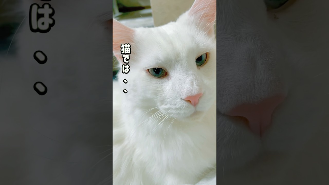 猫年齢人年齢…。#shorts #メインクーン#catlover