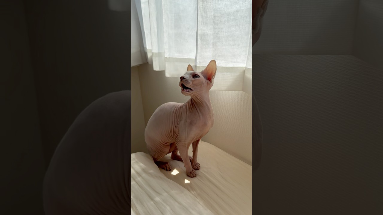 よく鳴く毛のない猫【スフィンクス】