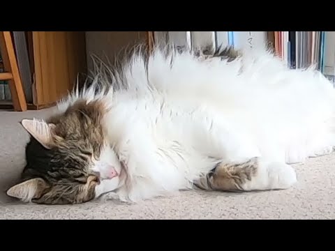 寝ているだけじゃダメですか？/Is it no good just to sleep?