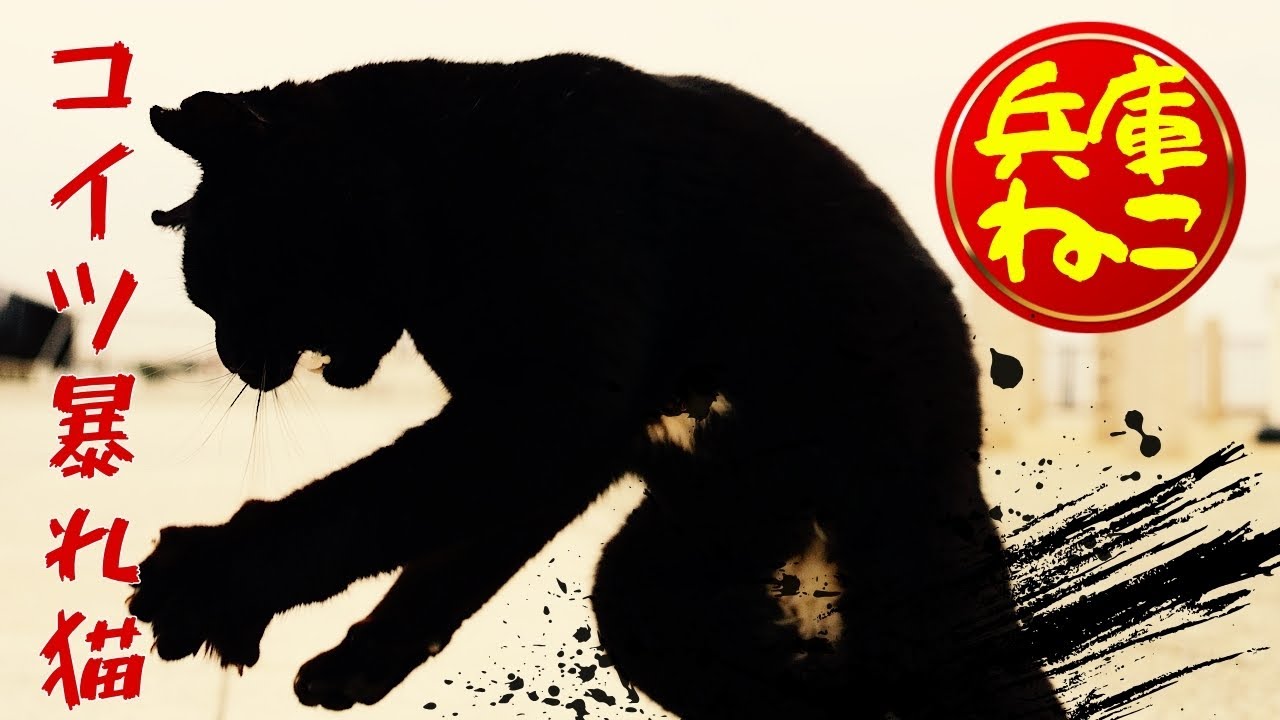 【この猫もはや怪獣！】遊び方がとにかく激しいクロ【兵庫ねこ#2】4K