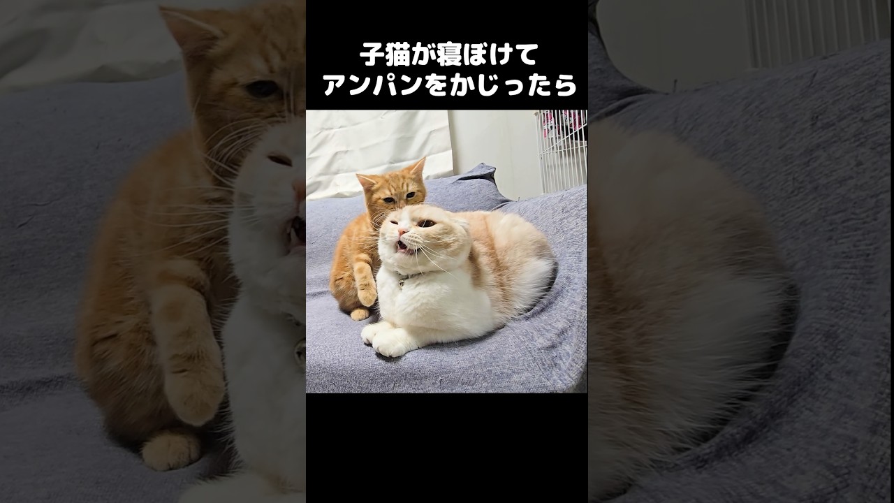 子猫が寝ぼけてアンパンだと思いかじったら猫だった結果...笑