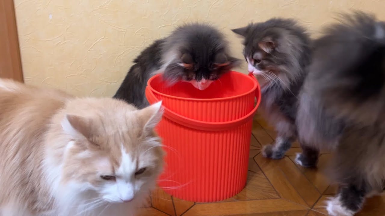 【かわいい♡】バケツに入りたいもふ猫たちwwwノルウェージャンフォレストキャットとターキッシュアンゴラ