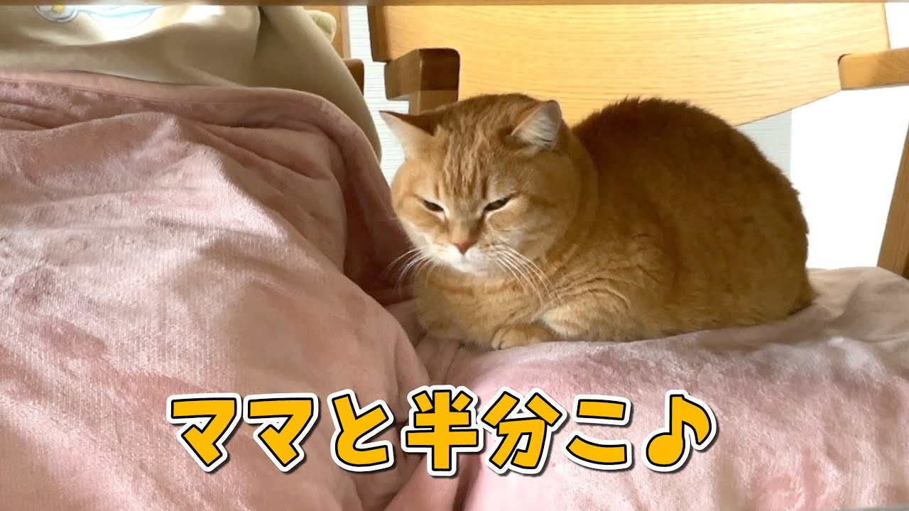 いつでもママの側にいたい甘えん坊猫の新しい寝床が最高でした！