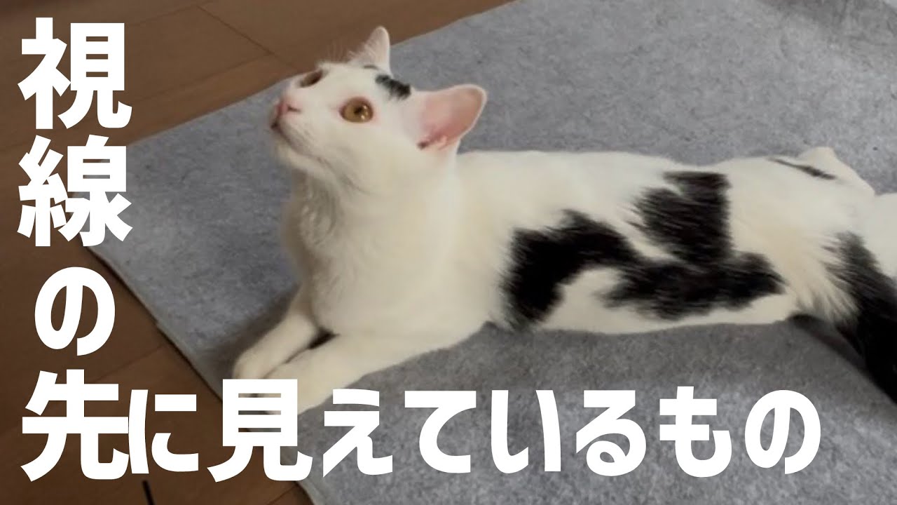 まるでホラー！猫がじーっと見つめる先にあるもの。#保護猫 #ねこ #猫のいる暮らし #ミルねーさん
