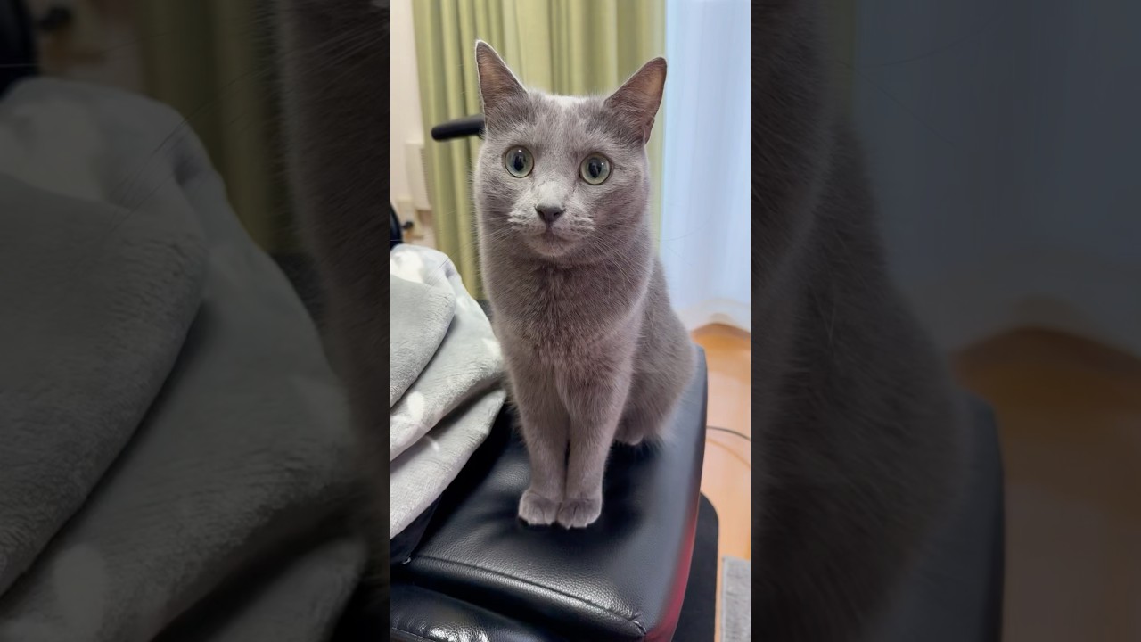 【猫ロシアンブルー】そらちゃんをナデナデするパパへの本音(笑)#shorts