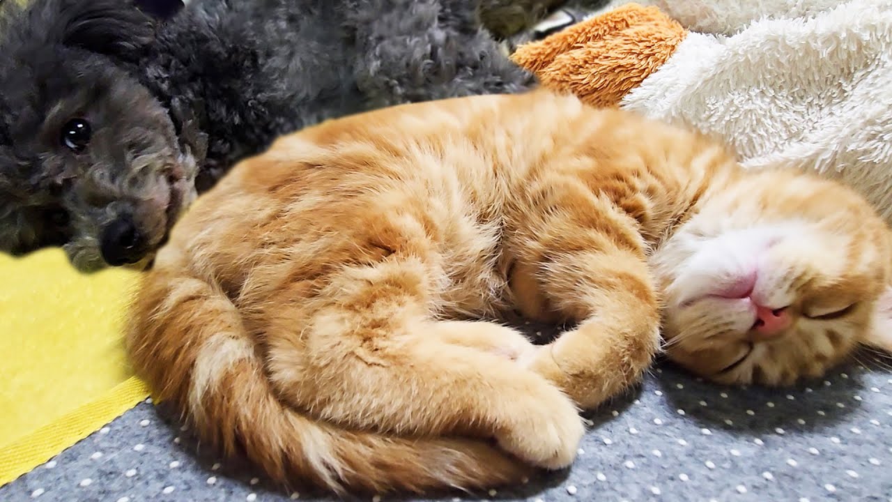 深夜にこっそり帰宅したら犬が子猫を寝かしつけてた...