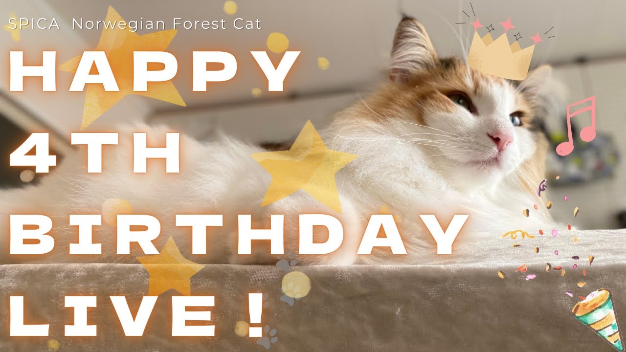 スピカちゃん4歳のお誕生日おめでとう！！【保護猫/シャム猫/シャムミックス＆北欧猫/ノルウェージャンフォレストキャット】#cat #japanesecat