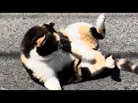 まったり寝転がって日向ぼっこを楽しむ猫❗️のんびり鳥の鳴き声を聞いている肝っ玉母さん、"たまりん"‼️#まったり #鳥の鳴き声#聞く #寝転がる#のんびり #日向ぼっこ#肝っ玉母さん