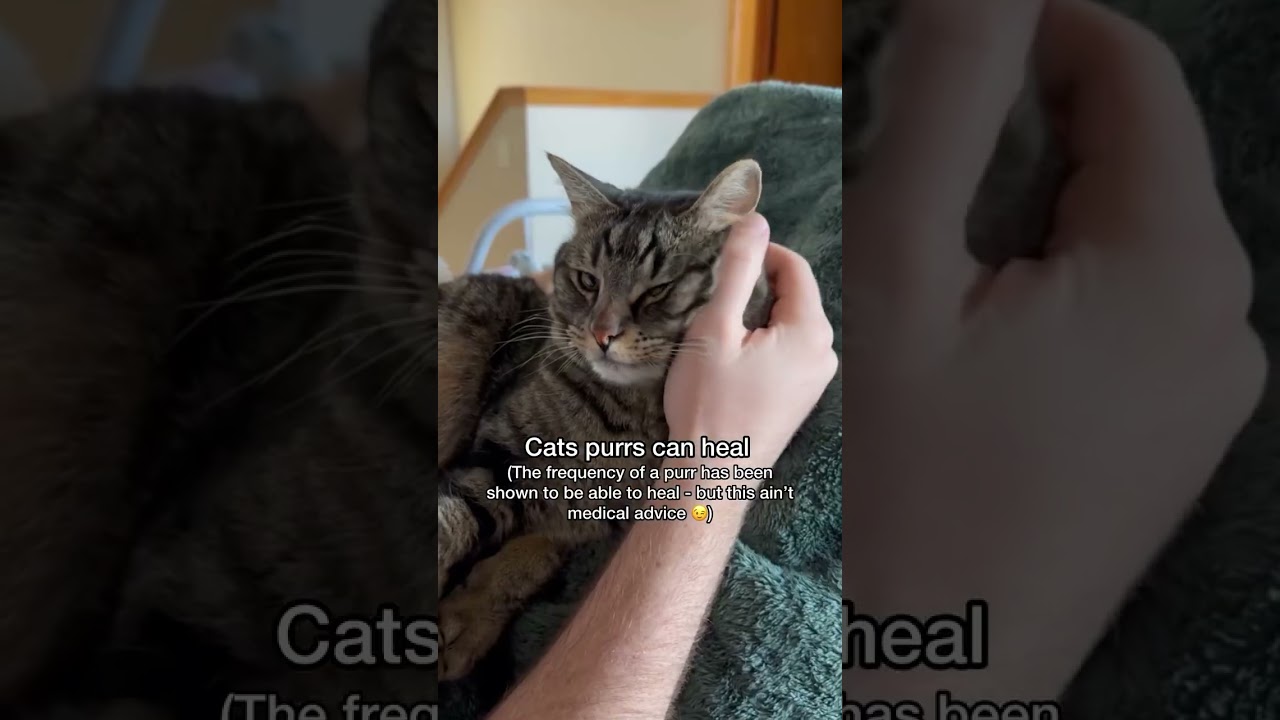 Did You Know These Cat Facts? 🤪  #cat #mewmewmingle #catdelights #cutecat  Credit: 🎥 Chip The Manx