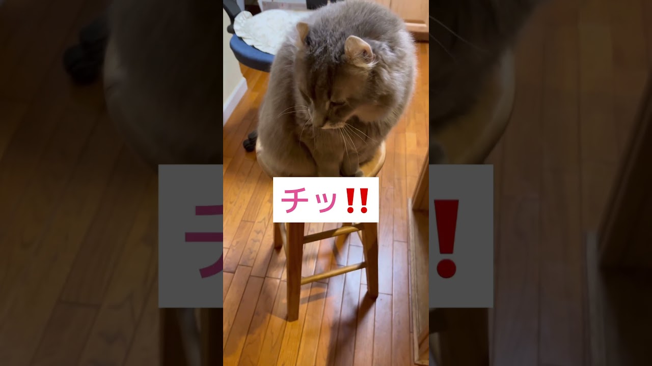可愛い猫 #shorts #cat #猫のいる暮らし 残念、魚じゃない