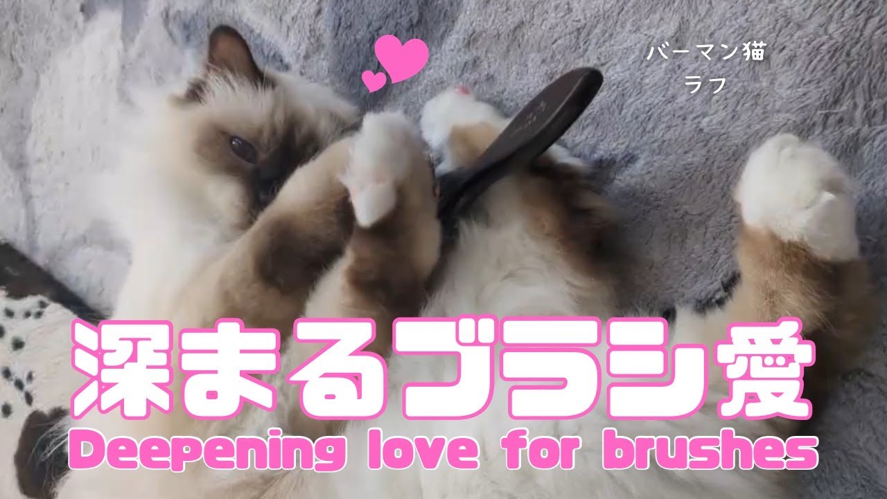 バーマン猫ラフ【深まるブラシ愛】Deepening love for brushes（バーマン猫）Birman/Cat