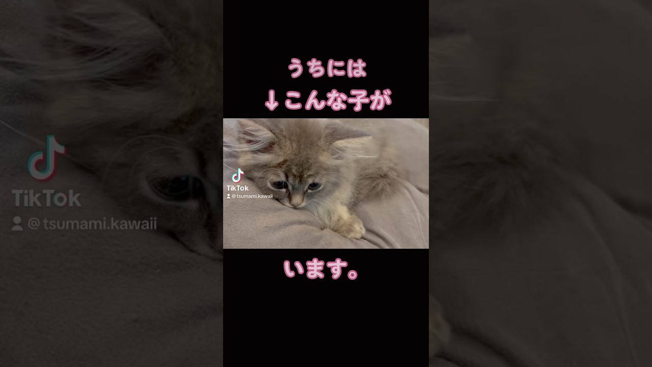 ３ヶ月の子猫が可愛すぎる♡ #ラガマフィン #つまみちゃん #かわいい #猫 #子猫 #おすすめ #cat #shorts