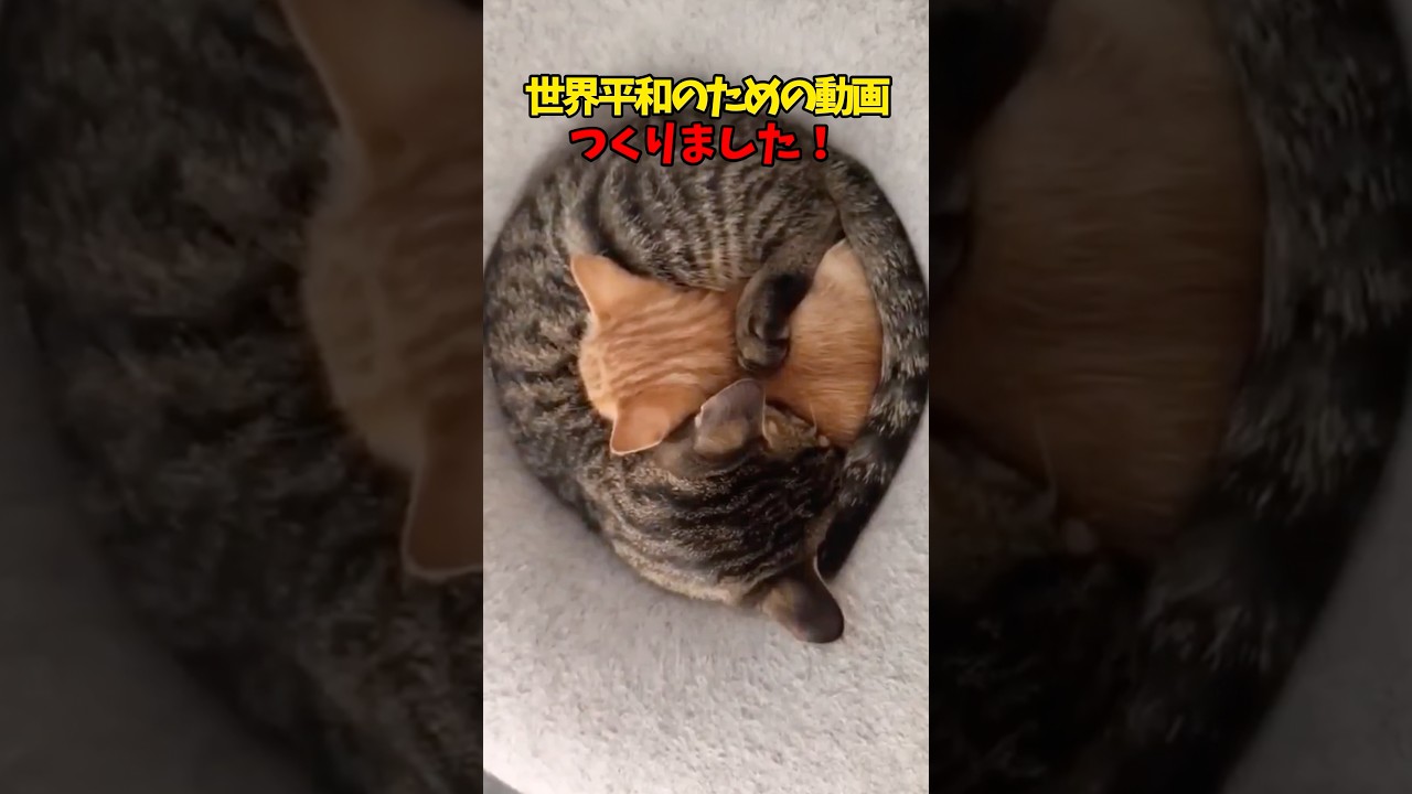 和をもつて尊しとなす…❤️ #cat #cats #猫 #ねこ