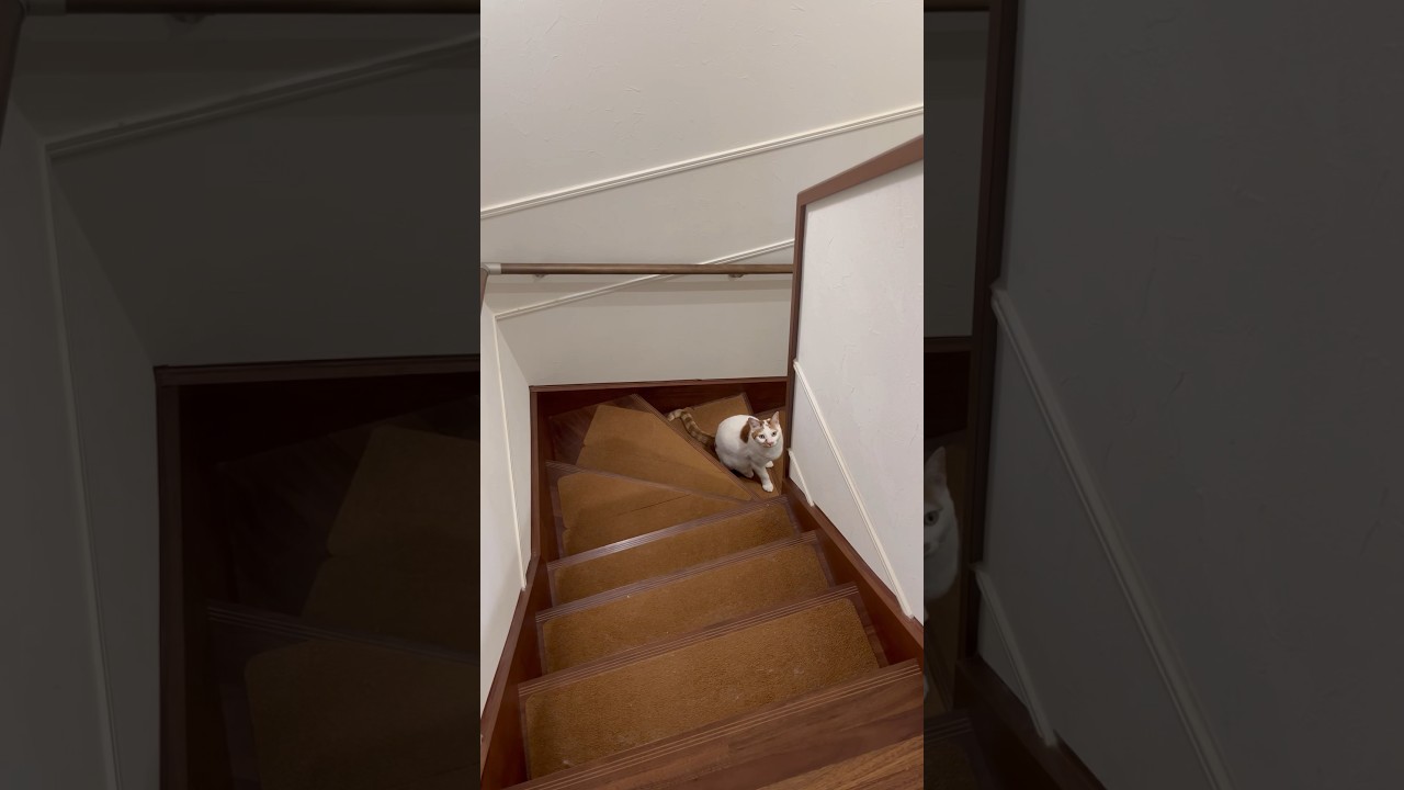 葛藤する猫。 #cat #保護猫 #日本猫