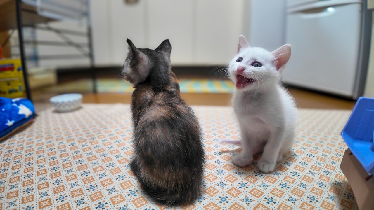 子猫合唱団
