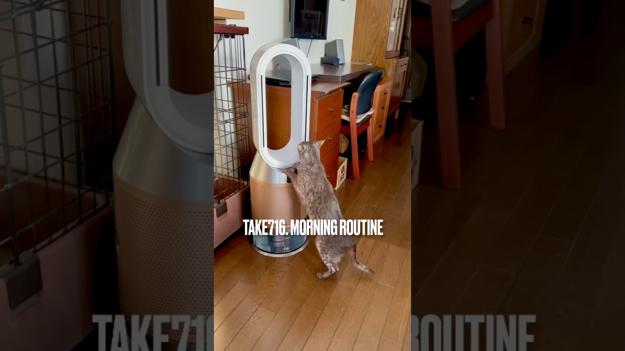 あたちの #モーニングルーティン #ダイソン よし #床暖 よし #薪ストーブ よし 消火 よし で本格的に寝るにゃ❗️#egyptianmaucat #エジプシャンマウの仲間たち #shorts