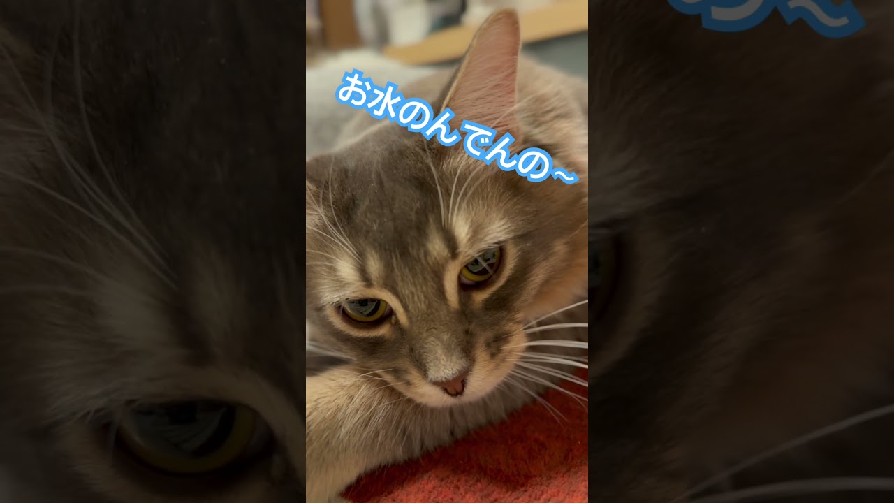 あれ何なん？#cat #ねこ #猫のいる生活 #メインクーン