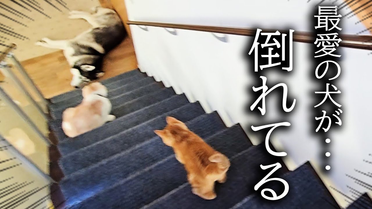 階段下で犬が倒れているのを発見した子猫の対応に驚きました。
