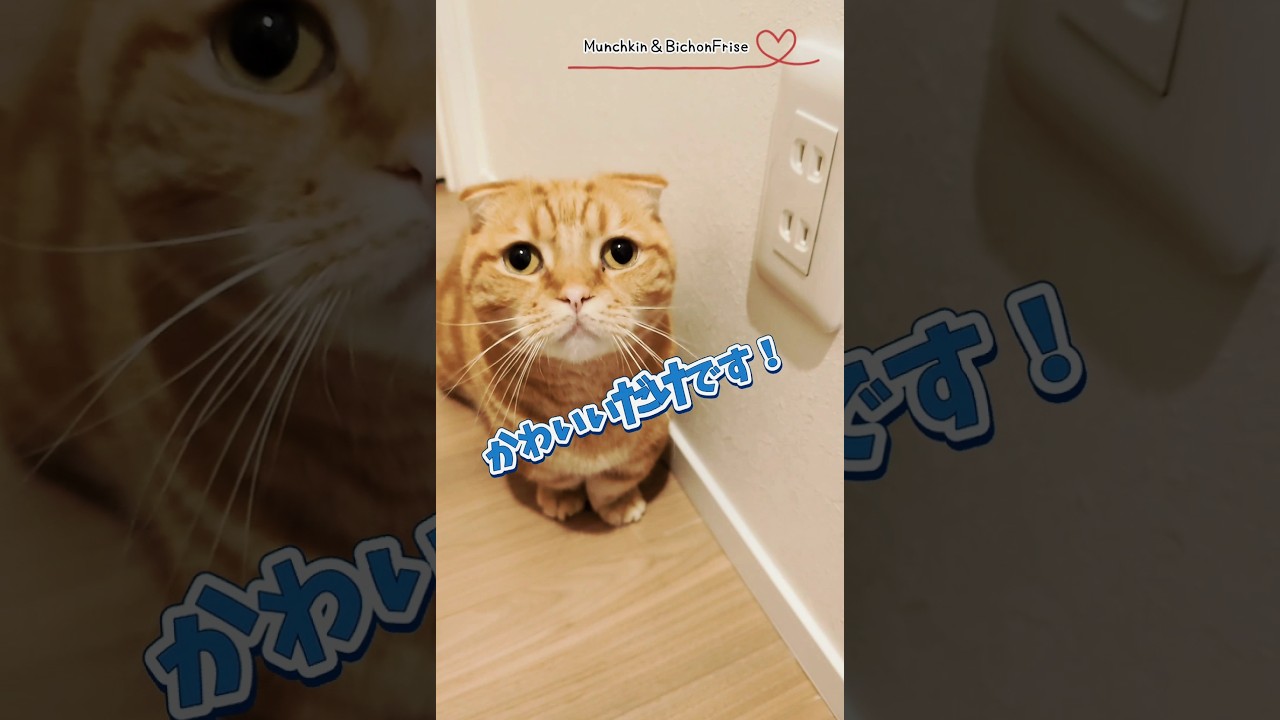 【マンチカン】可愛いだけで面接に受かろうとする短足猫 【犬と猫、両方飼ってると毎日かわいい♥】