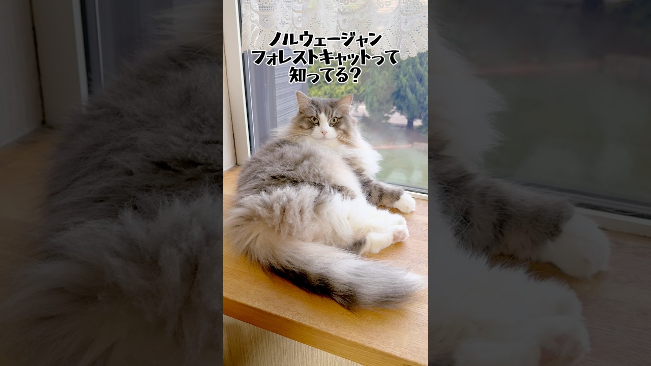 【ノルウェージャンフォレストキャット紹介】#ねこ #猫のいる暮らし #ノルウェージャンフォレストキャット #shorts