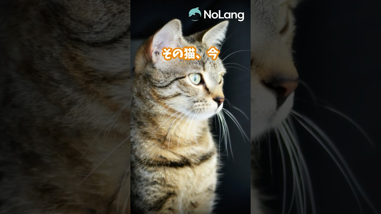 AI雑学-動物編-「日本で人気の猫ベスト3」が納得の結果！？　#動物  #雑学　#猫のいる暮らし