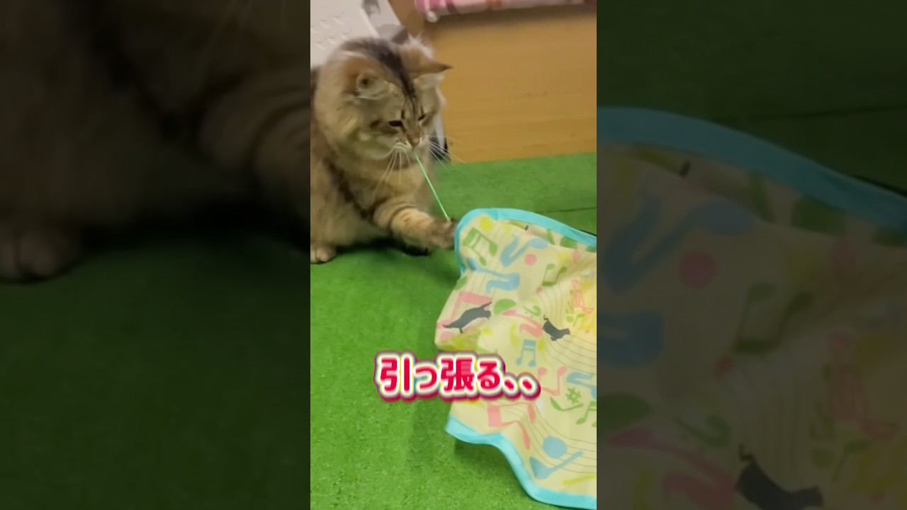 猫用知育オモチャキャッチ・ミー使用方法#shorts #メインクーン #サイベリアン
