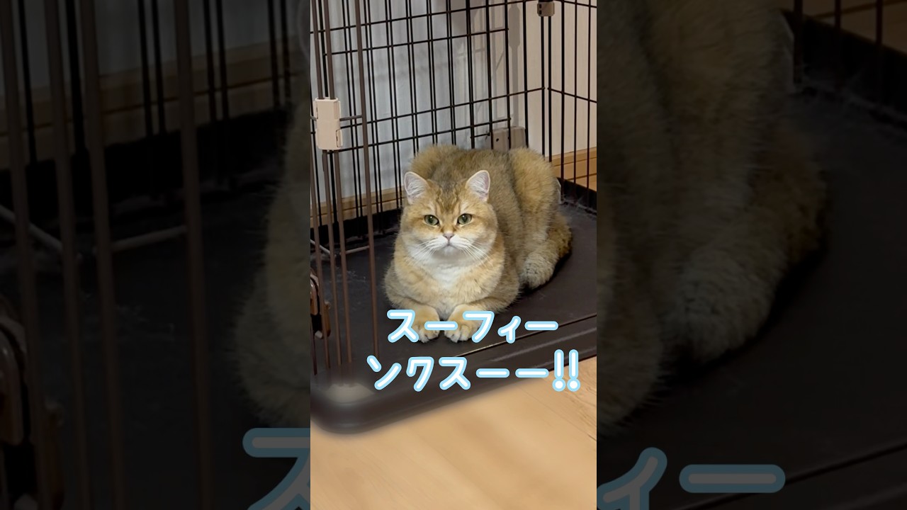 スフィンクス系ねこです🐈#ちいかわ#ハチワレ#スフィンクス猫 #猫#猫動画#癒し#cat#subscribe#shorts#catlover #ねこのいる生活#猫のいる暮らし