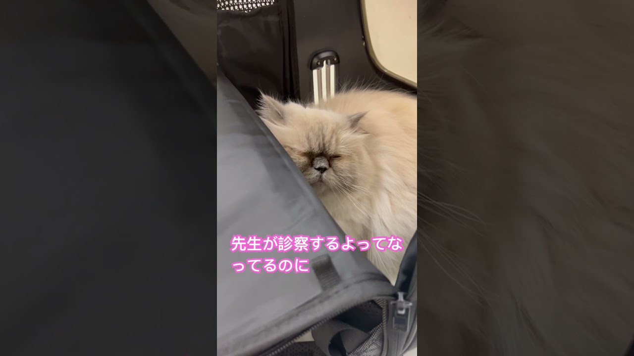 寝てる？？ヒマラヤンのマーベル🐈🐾 #shorts #猫のいる暮らし #cat #ねこ