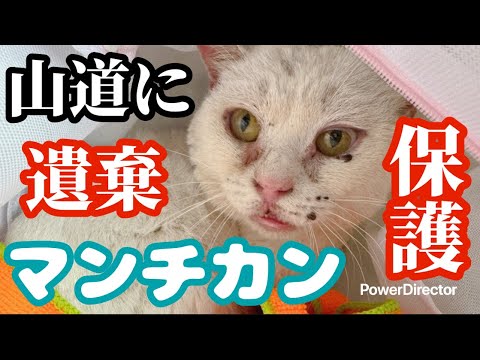 【保護猫】【遺棄】【マンチカン】【保護】許せない！山道に1匹のマンチカンが遺棄されていました。