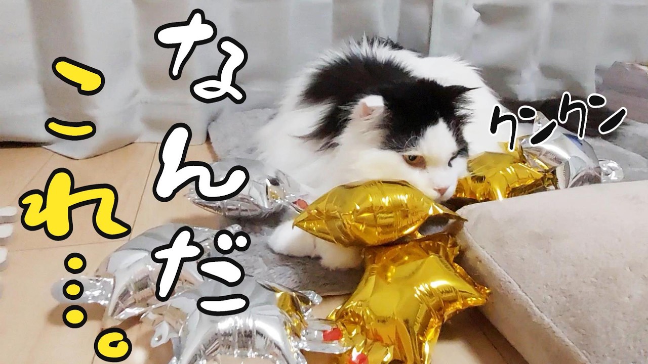 風船に寄ってくる猫たち、喜んでくれるかと思いきや…警戒モードに突入してしまいました。